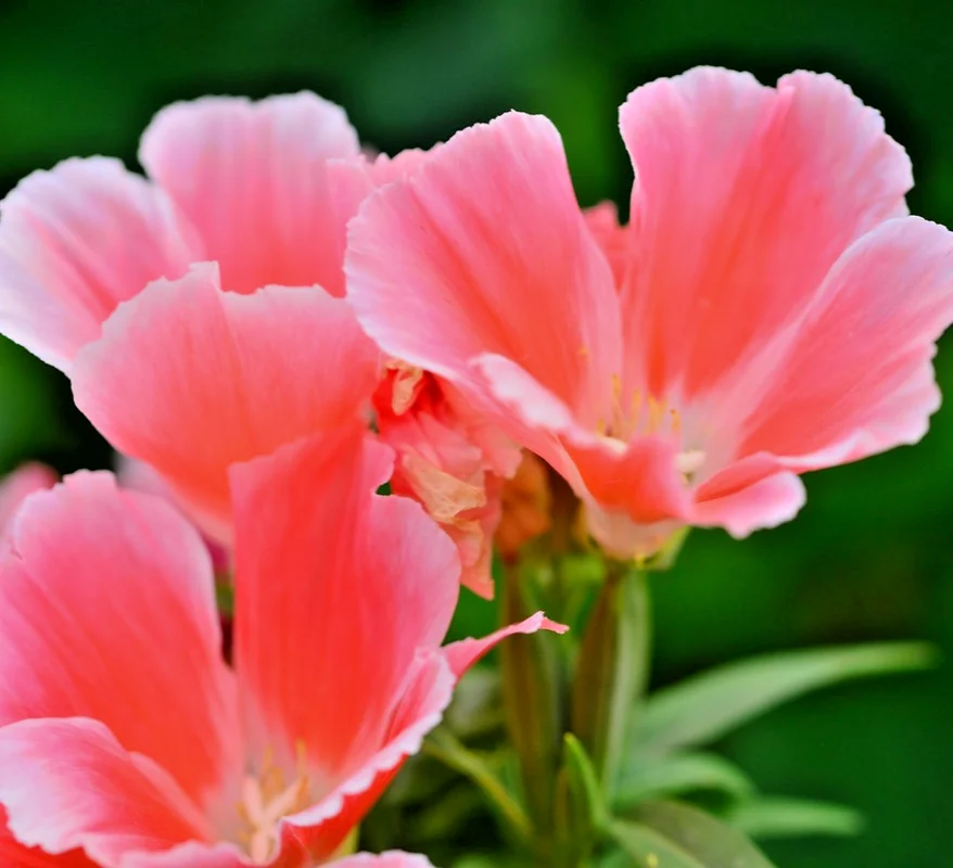 yorkshire-seeds3004480