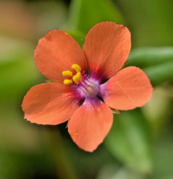 yorkshire-seeds3004511