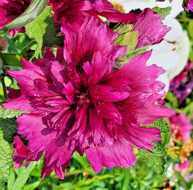 yorkshire-seeds3004566