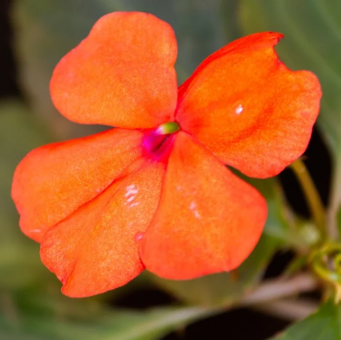 yorkshire-seeds3004707