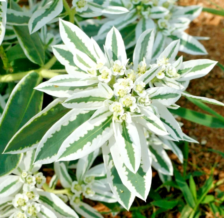 yorkshire-seeds3004821