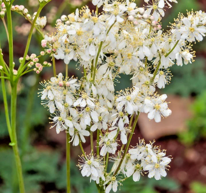 yorkshire-seeds3004916