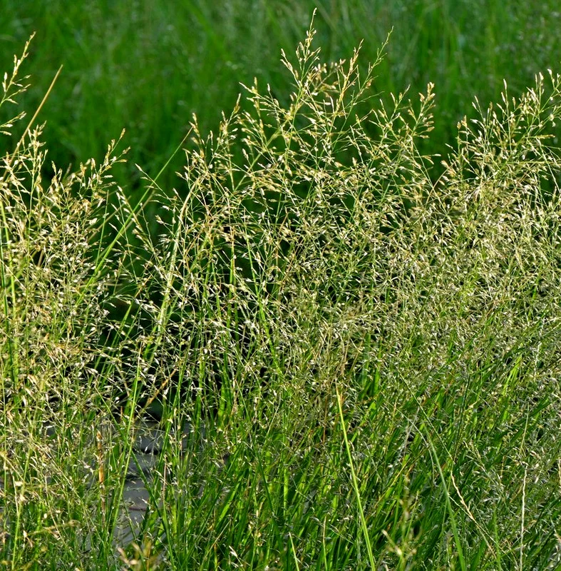 yorkshire-seeds3005071