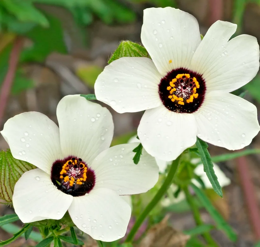 yorkshire-seeds3005209