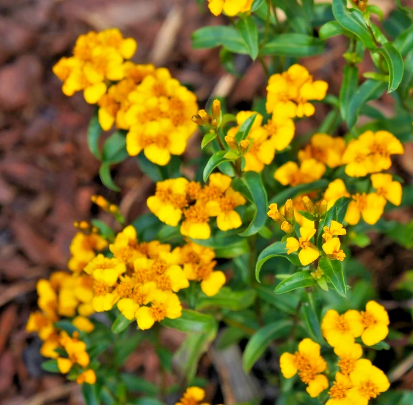 yorkshire-seeds3005343