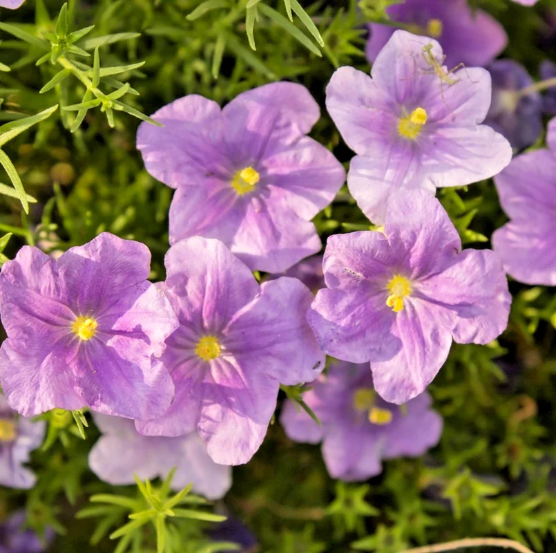 yorkshire-seeds3005404