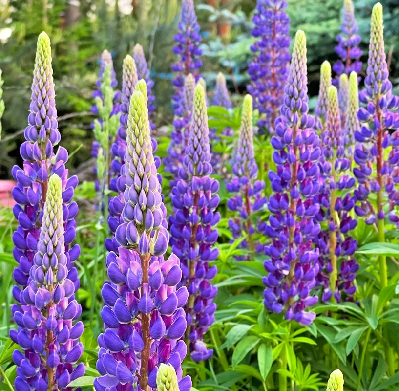 yorkshire-seeds3005496