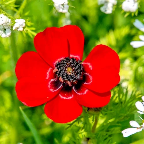 yorkshire-seeds3005519