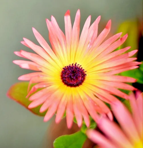yorkshire-seeds3005546