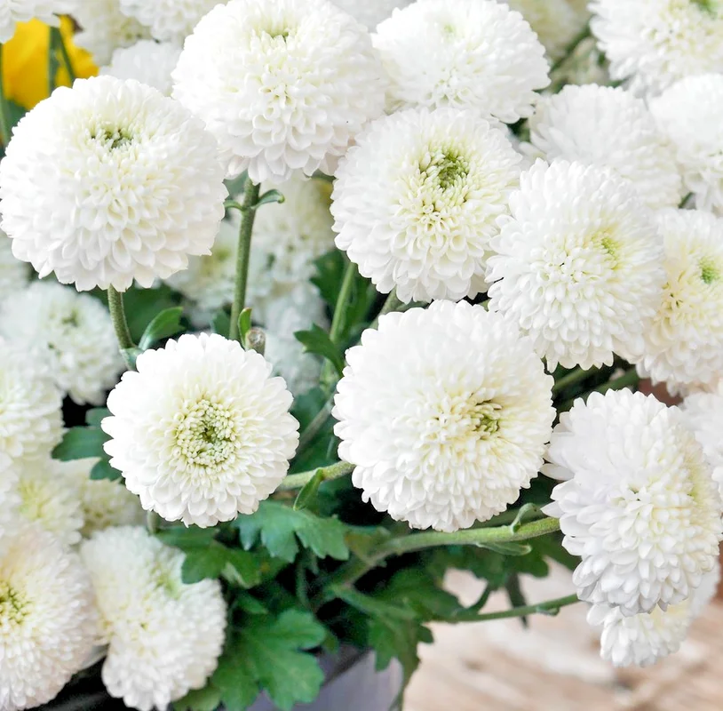 yorkshire-seeds3005614