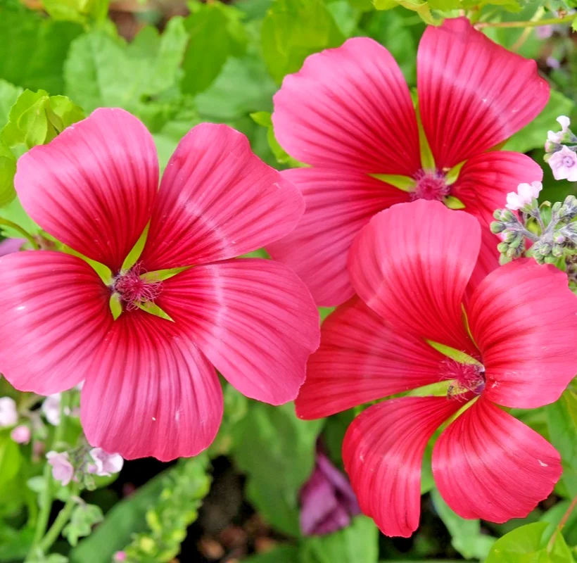 yorkshire-seeds3005663