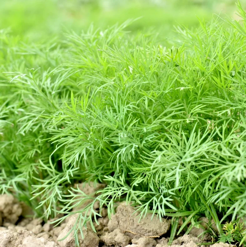 yorkshire-seeds3005710
