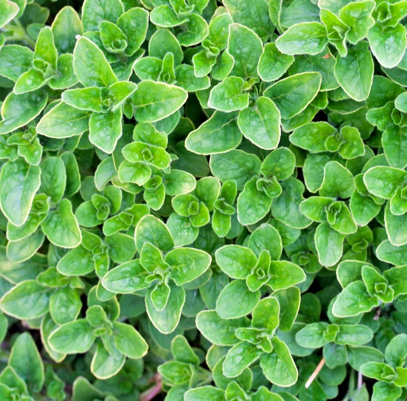 yorkshire-seeds3005780