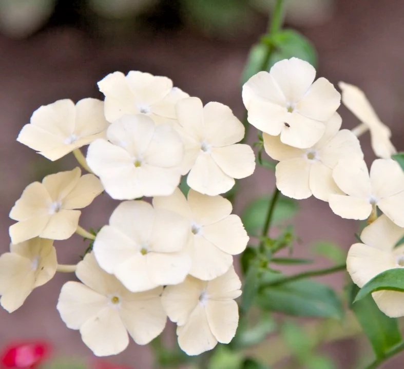 yorkshire-seeds3005818
