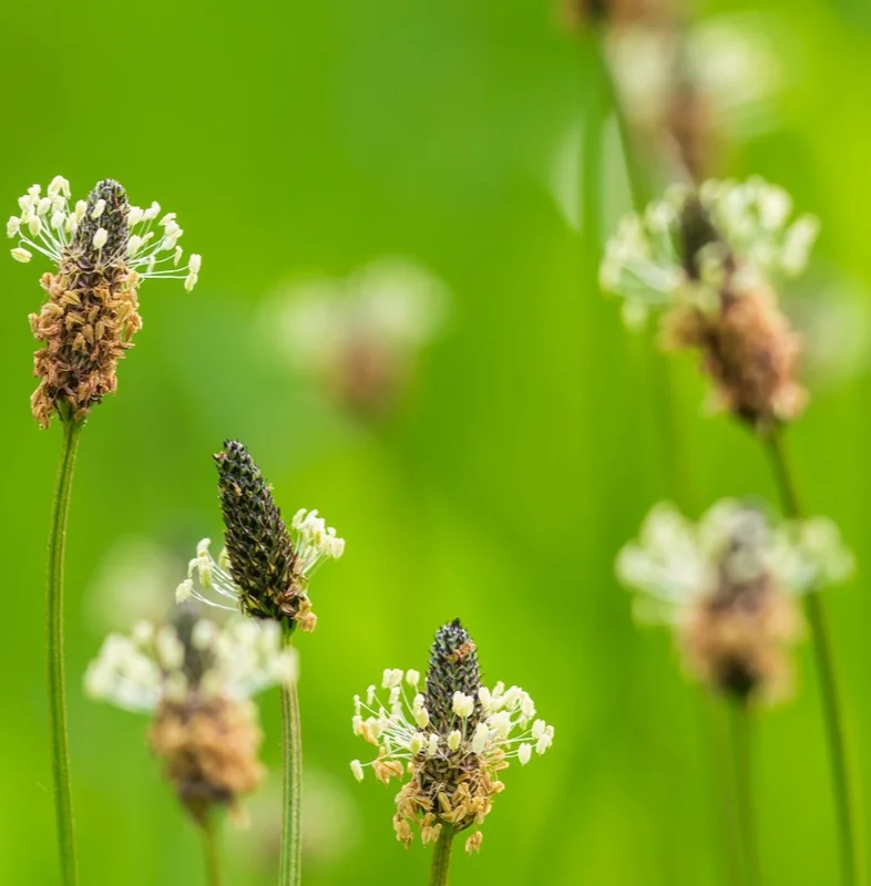 yorkshire-seeds3005861