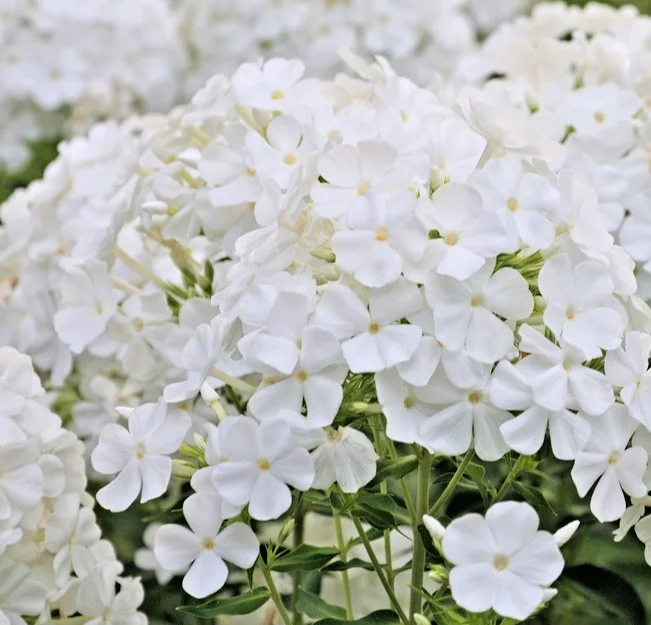 yorkshire-seeds3005901