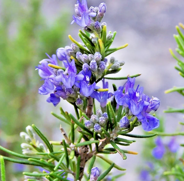 yorkshire-seeds3005952