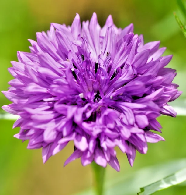 yorkshire-seeds3005986