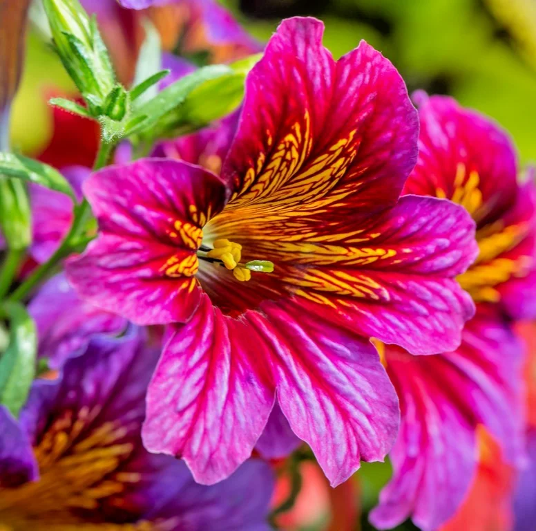 yorkshire-seeds3006034