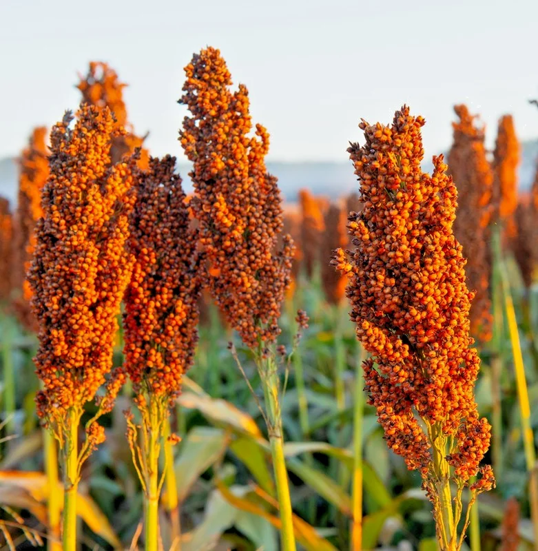 yorkshire-seeds3006092