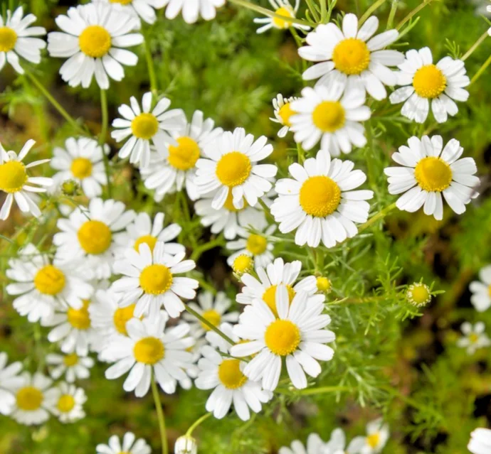 yorkshire-seeds3006136