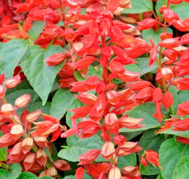 yorkshire-seeds3006176