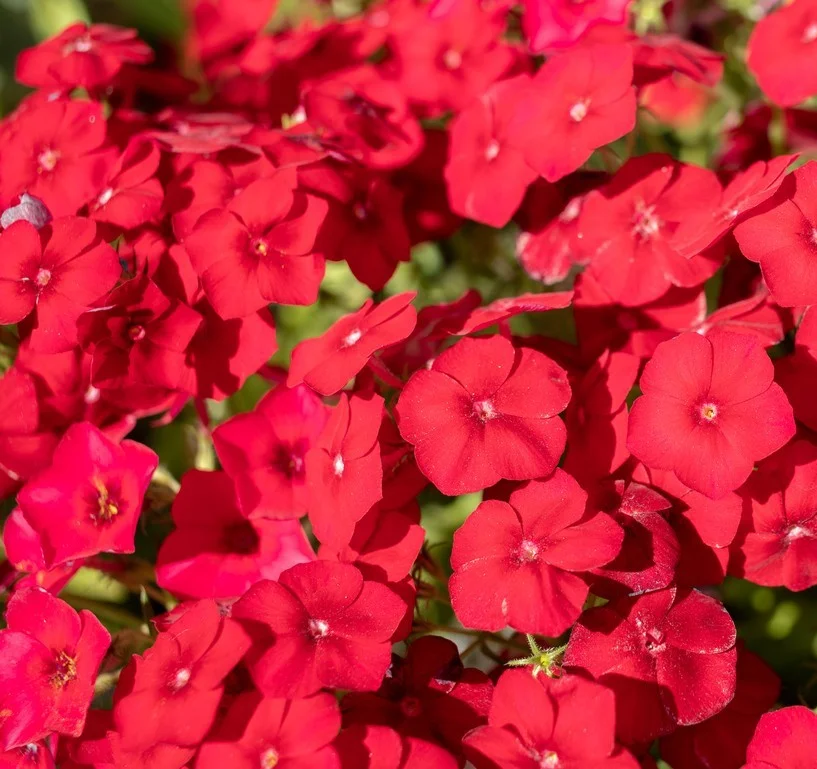 yorkshire-seeds3006211