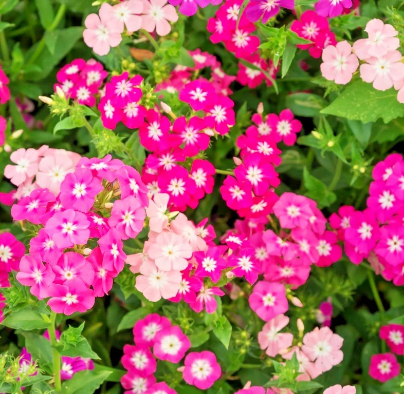 yorkshire-seeds3006341