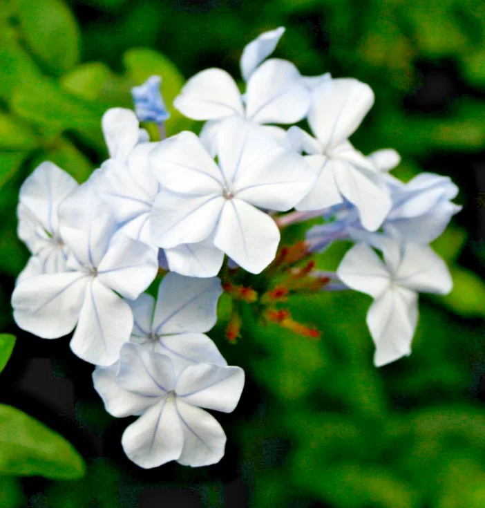 yorkshire-seeds3006441
