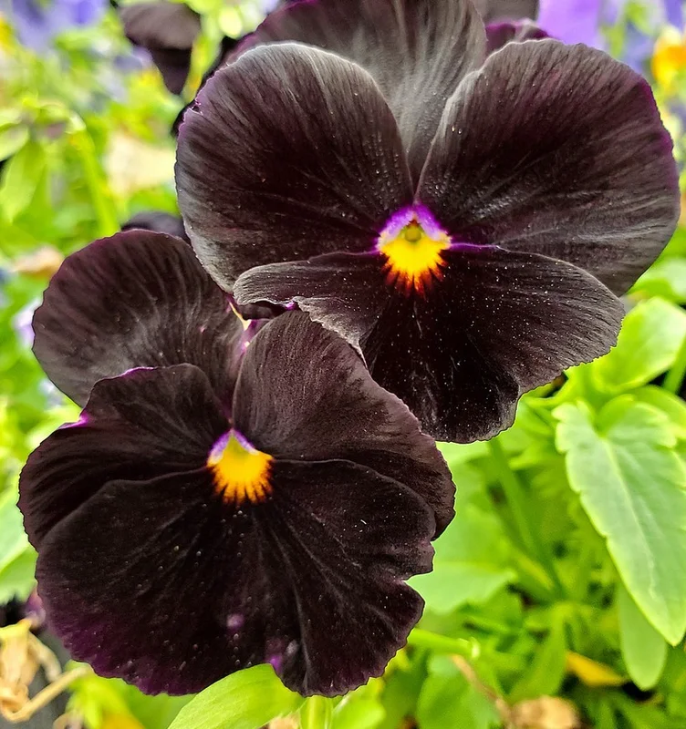 yorkshire-seeds3006577