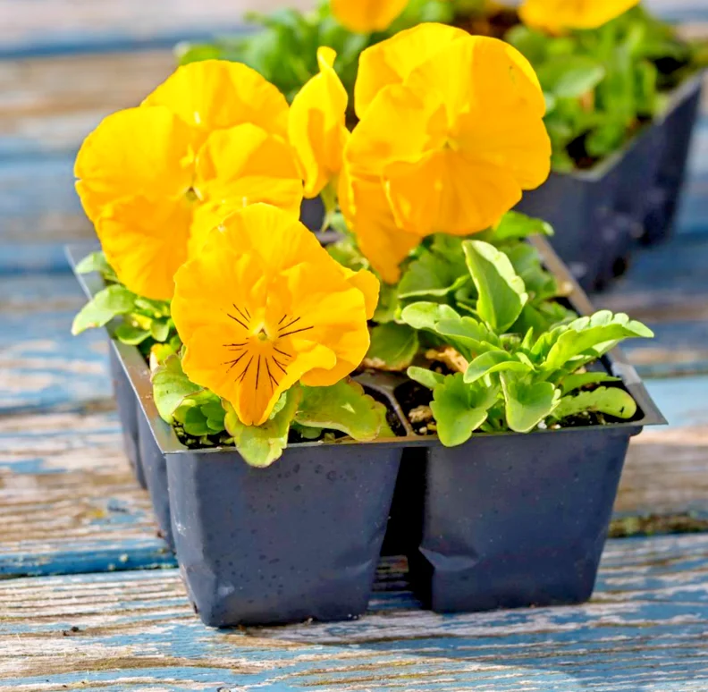 yorkshire-seeds3006621