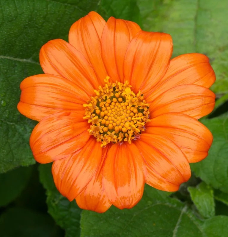 yorkshire-seeds3006676