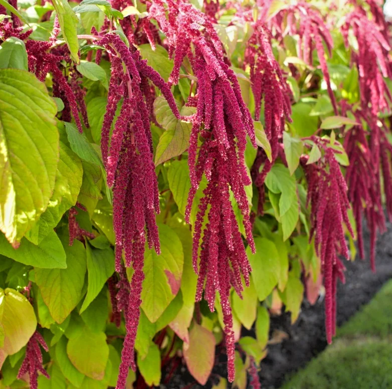 yorkshire-seeds3006753