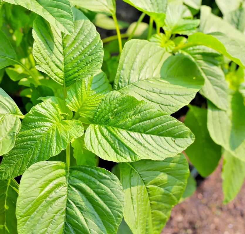 yorkshire-seeds3006824