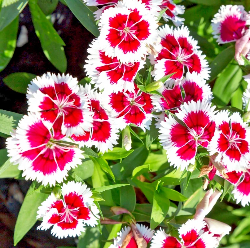 yorkshire-seeds3006952