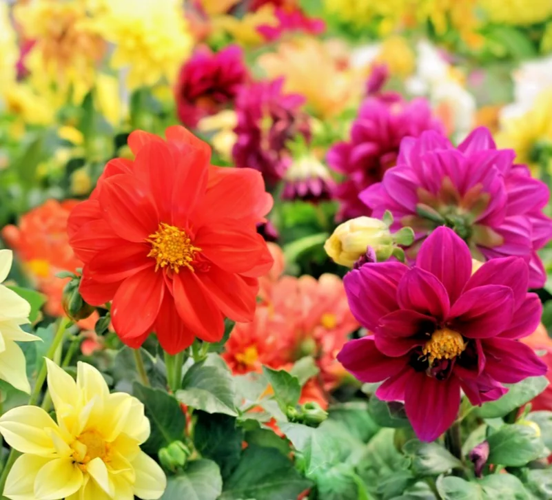yorkshire-seeds3007090