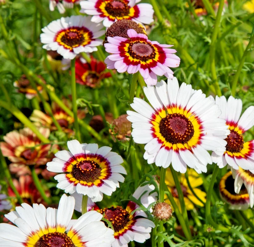 yorkshire-seeds3007154