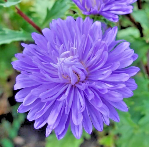 yorkshire-seeds3007178