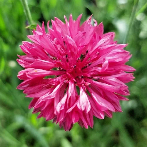yorkshire-seeds3007207