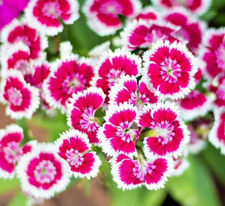 yorkshire-seeds3007262