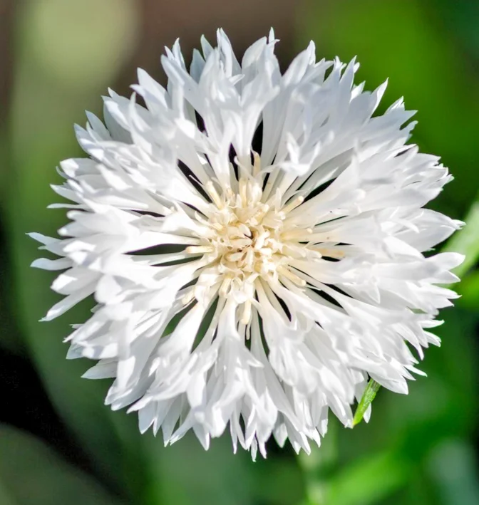 yorkshire-seeds3007302