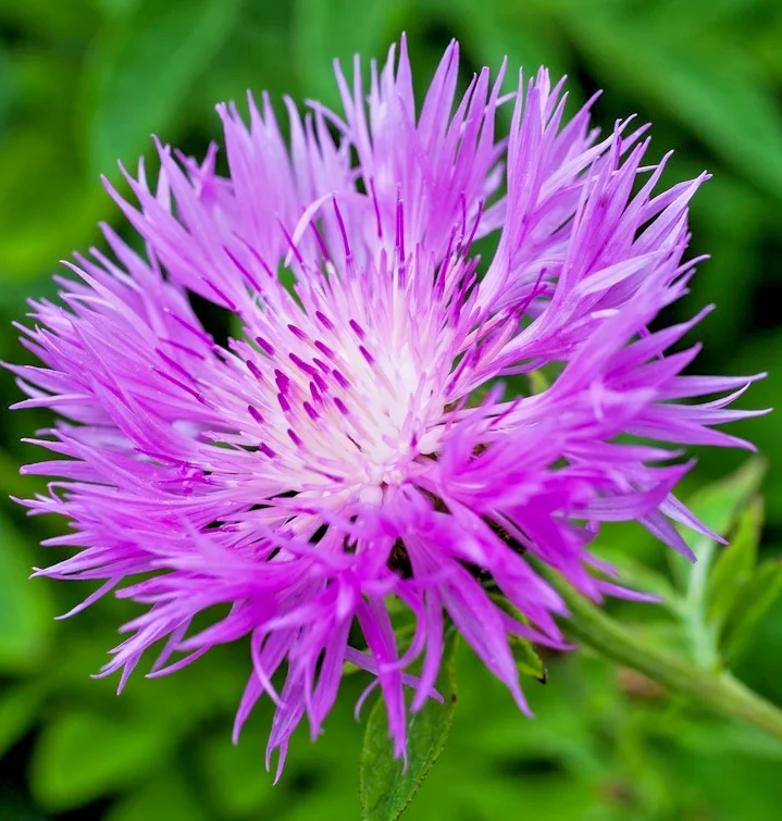 yorkshire-seeds3007352