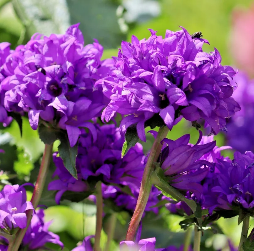 yorkshire-seeds3007408