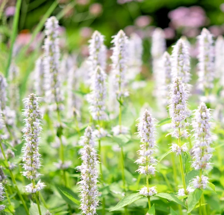 yorkshire-seeds3007525