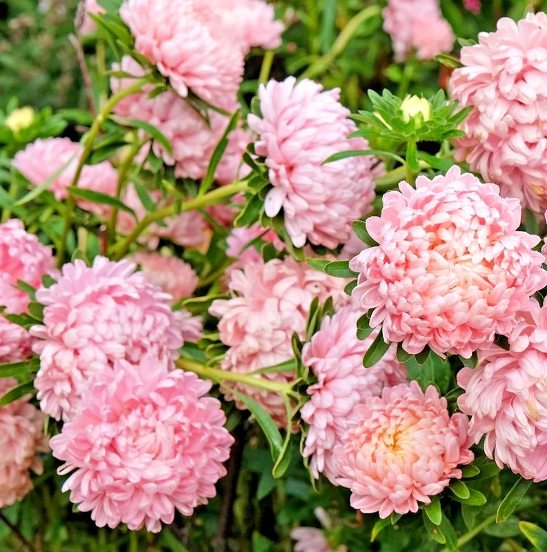 yorkshire-seeds3007578