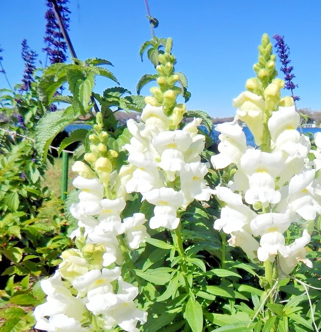 yorkshire-seeds3007625