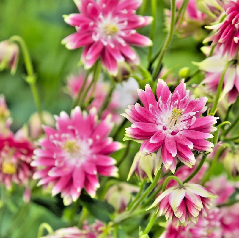 yorkshire-seeds3007677