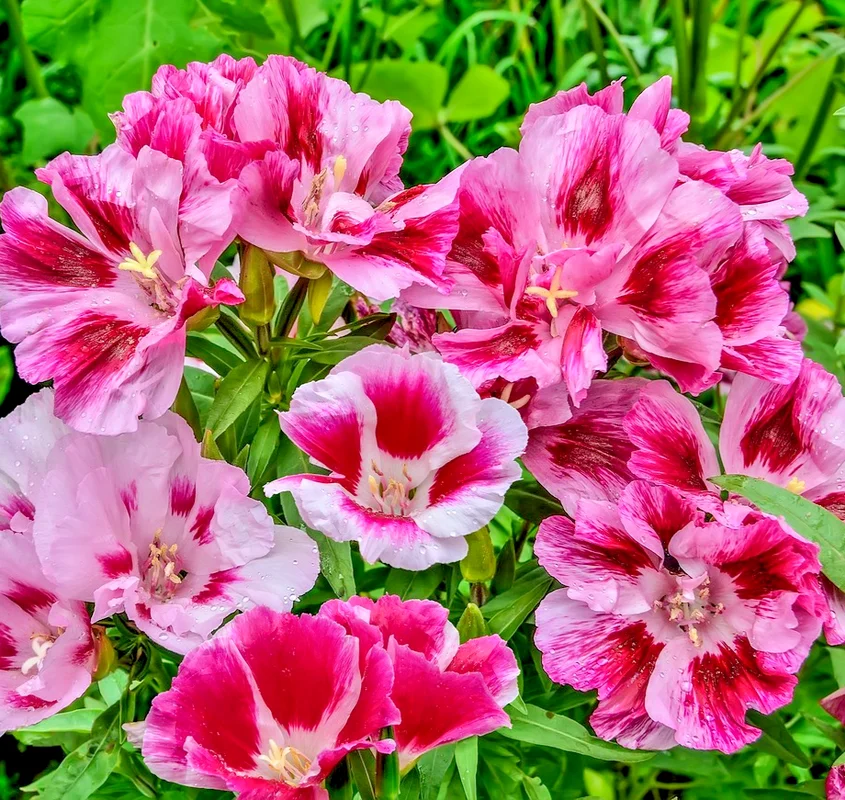 yorkshire-seeds3007814