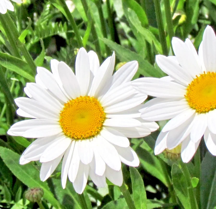 yorkshire-seeds3007890