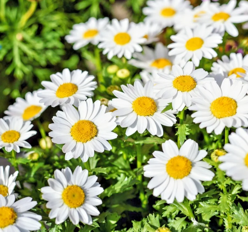 yorkshire-seeds3007939